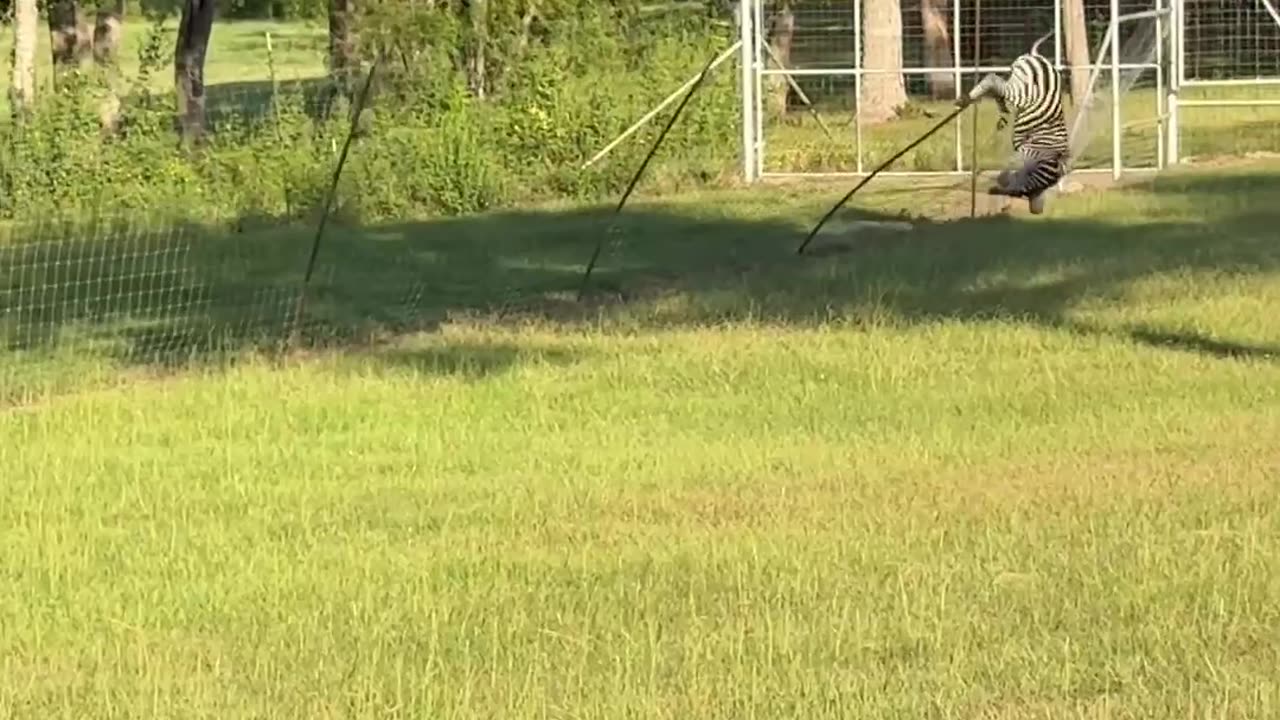 Zebra Flip Over Fence