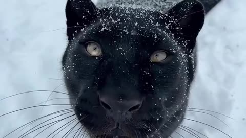 Woe Day 113. I am in the ark. Waiting for GOD to open the Door for a spring/summer Pentecost rapture