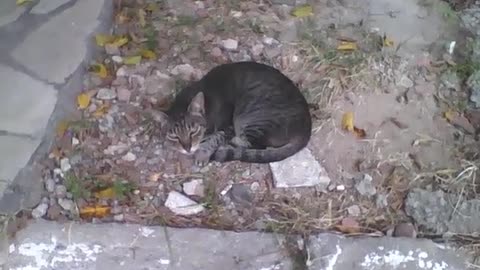 Sleepy kitten naps in the middle of the sidewalk on the street [Nature & Animals]