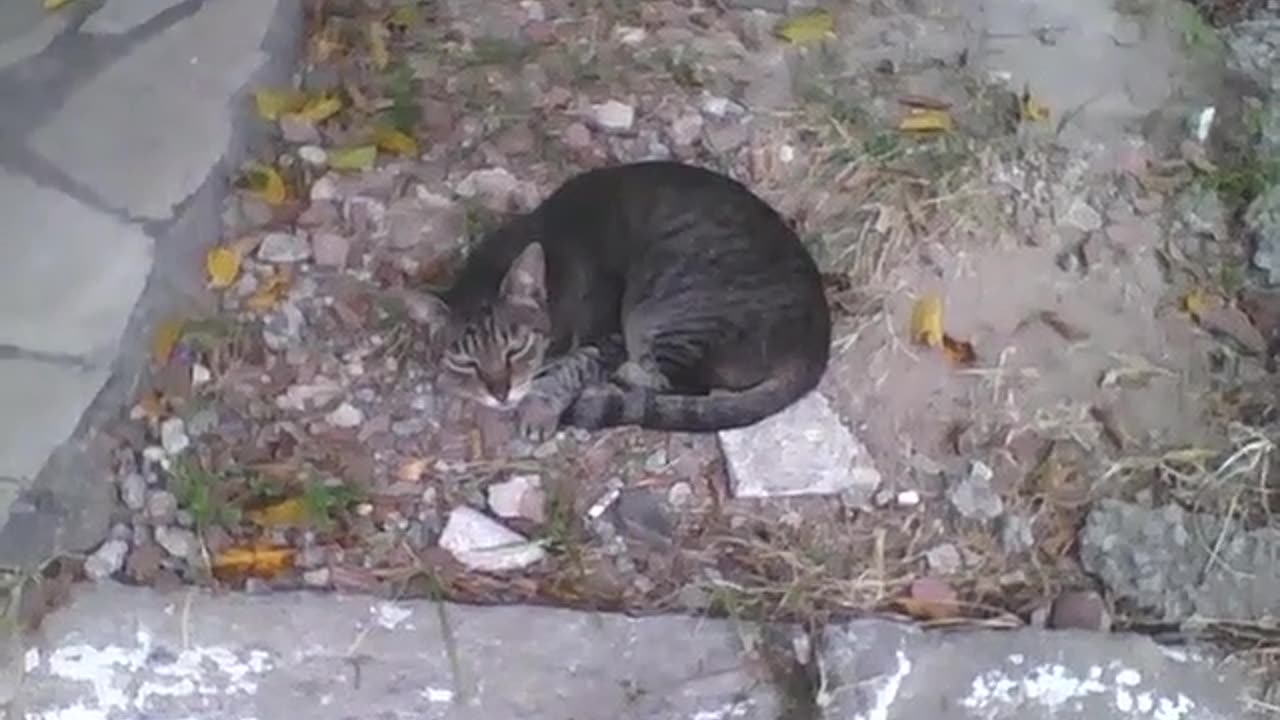 Sleepy kitten naps in the middle of the sidewalk on the street [Nature & Animals]