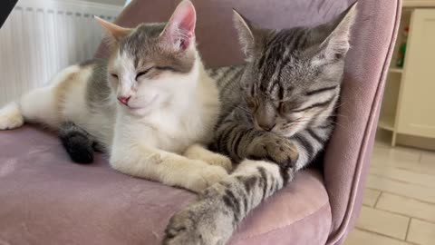 Cute Cats Sleeping Together