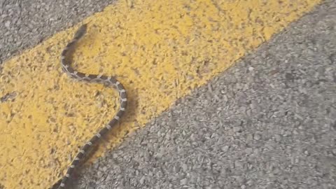 Snake Stuck on Dried Soda