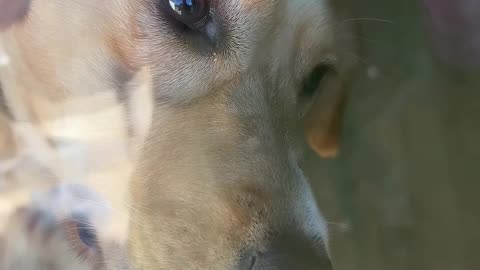My Dog Locked Me Out of My House