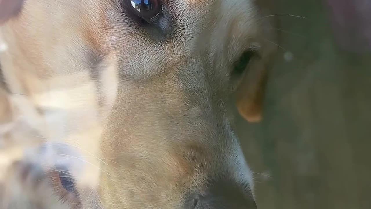 My Dog Locked Me Out of My House