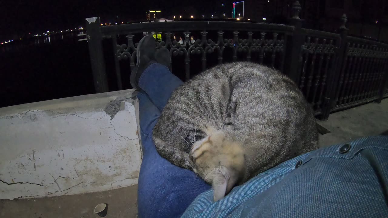 Homeless cat in Ras Al Khaimah, UAE: MICHAEL JACKSON #cat #cats #MichaelJackson #UAE #pets #pet #4u