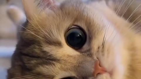 ” 💕 “Rumble’s Most Adorable Cat Moments Compilation!”