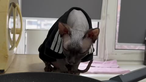 Cat Burns Himself on Hot Frying Pan