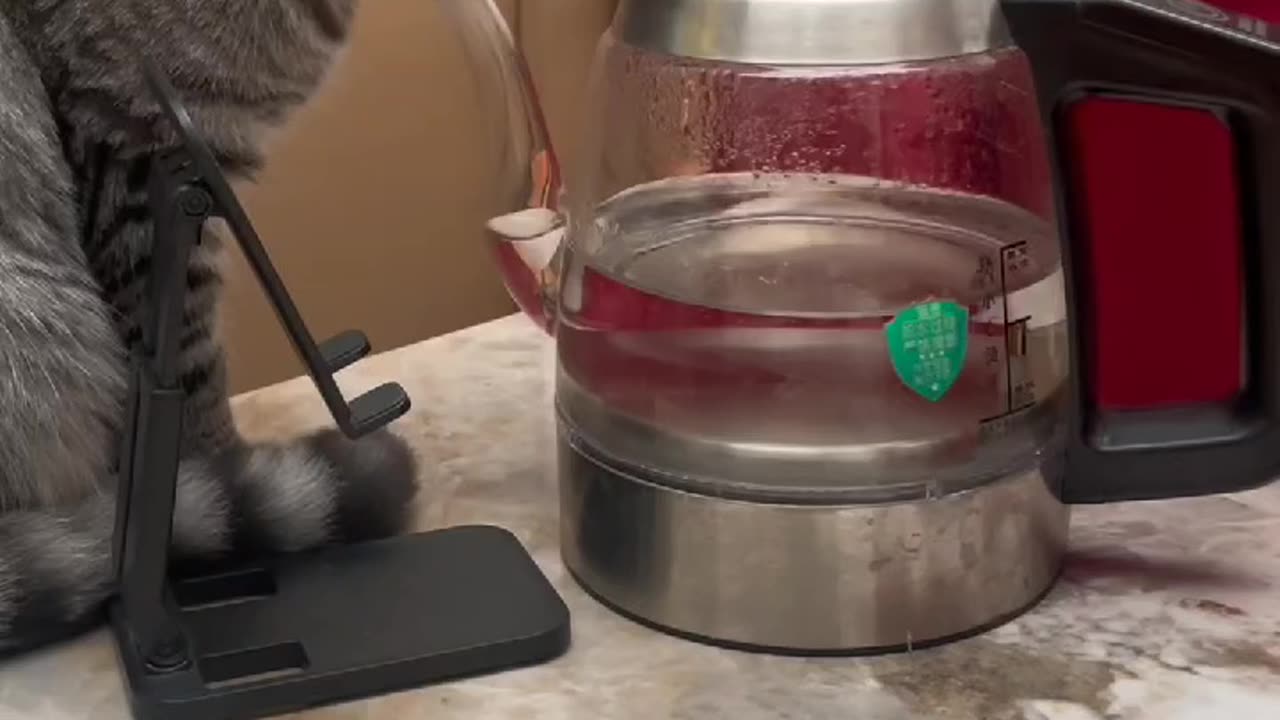 "A highly skilled cat" or "A cat with superb technique" "Is this drinking water or...?"