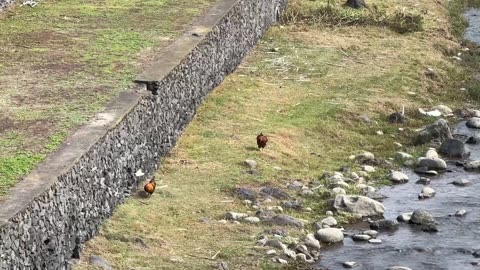 LIVE: Ribeira Grande sunny first fall Saturday afternoon, Sao Miguel Azores Portugal - 27.09.2025