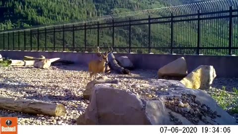 Utah’s Department of Transportation completed this wildlife overpass in 2018