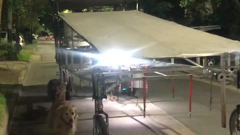 Practical Way To Exercise Multiple Dogs