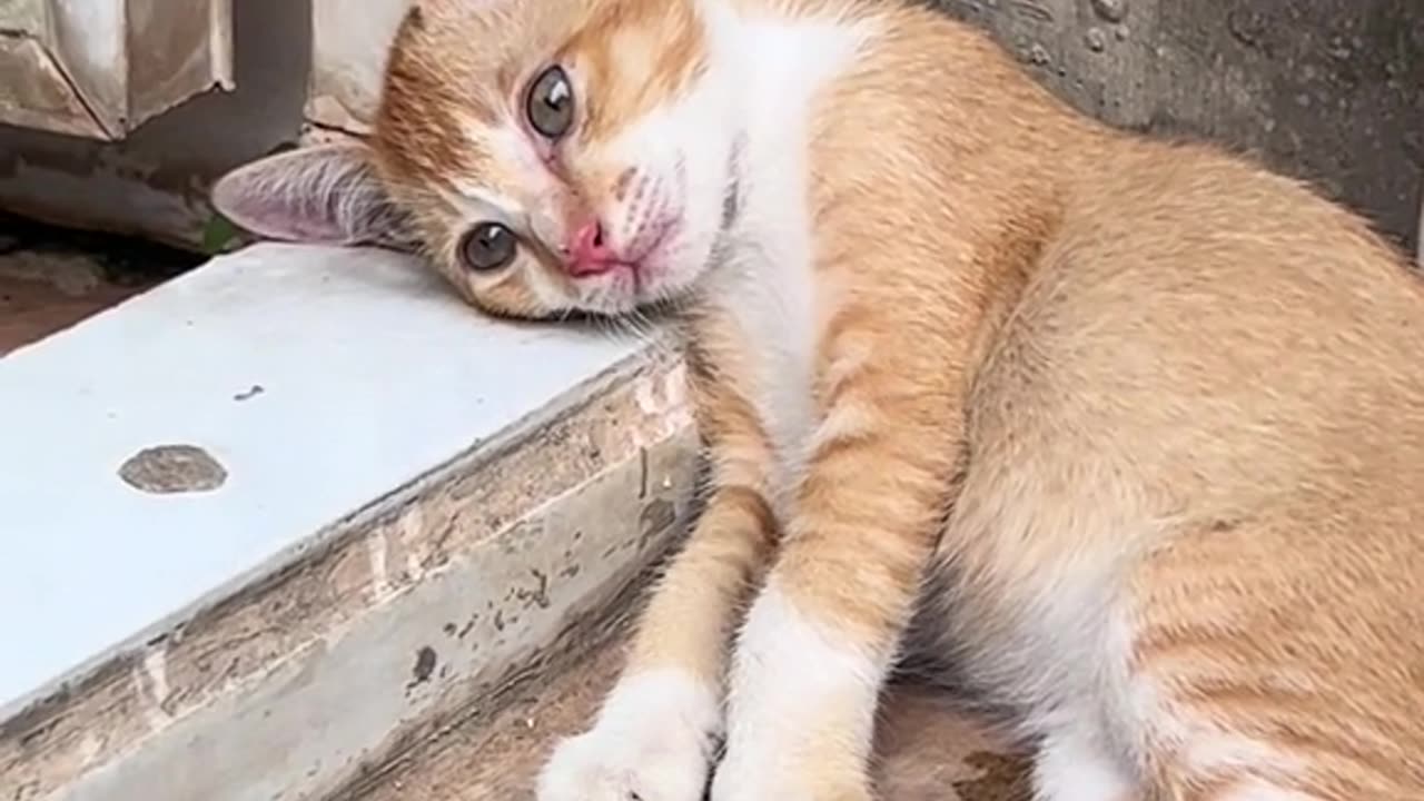 Cat sleeping while sitting