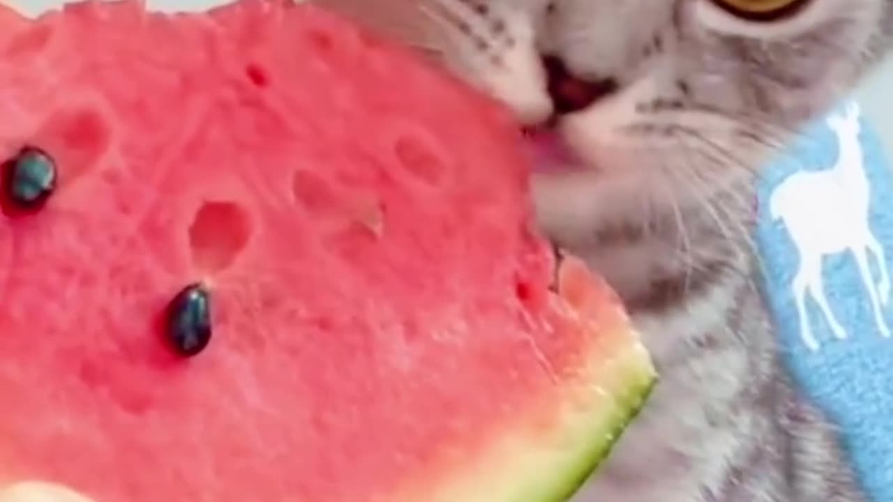 When cat's taste something for the first time