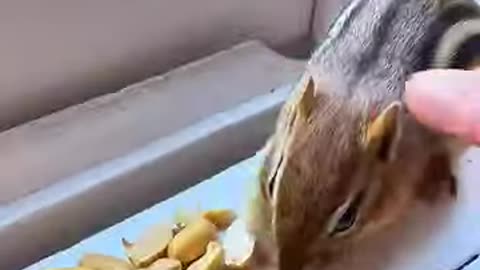 The man rescued a chipmunk caught in trap