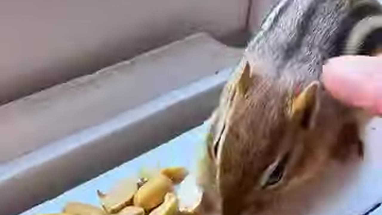 The man rescued a chipmunk caught in trap