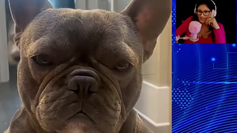 Frenchie Puppy's Adorable Face Melts Hearts Instantly #shorts