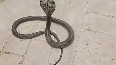 😮🔥 Mongoose Takes Down Deadly Cobra! | FeedMyCuriosity