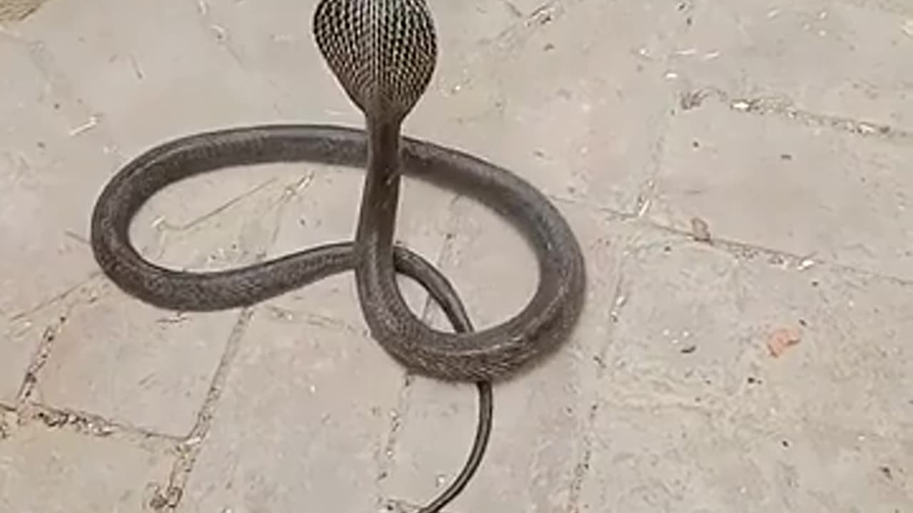 😮🔥 Mongoose Takes Down Deadly Cobra! | FeedMyCuriosity