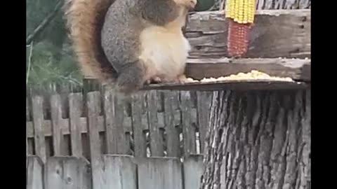 chonky squirrel 🐿️
