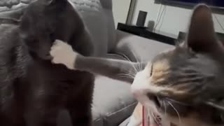 😂🐶 This Dog's Sharing Skills Need Work! | FunFM
