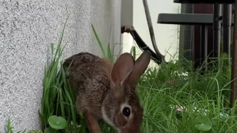 found a baby rabbit