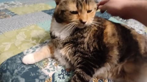 Epic Cat Grooming Session: Watch Her Relax & Clean Her Paws After a Perfect Brush!