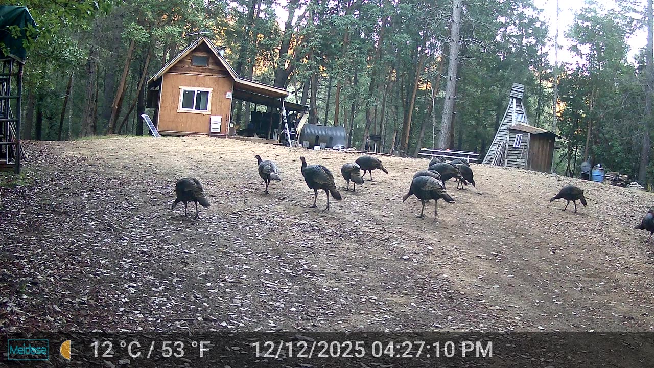 Flock of Turkeys