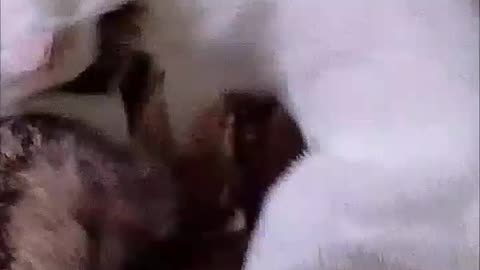 My Not So Naughty Cats😅🐾😻