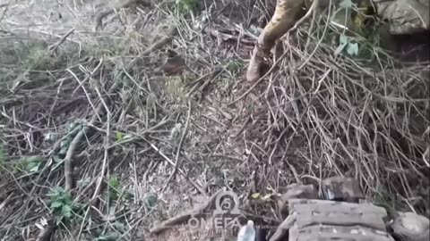 Oink! Noha! Noha! Aaaah!