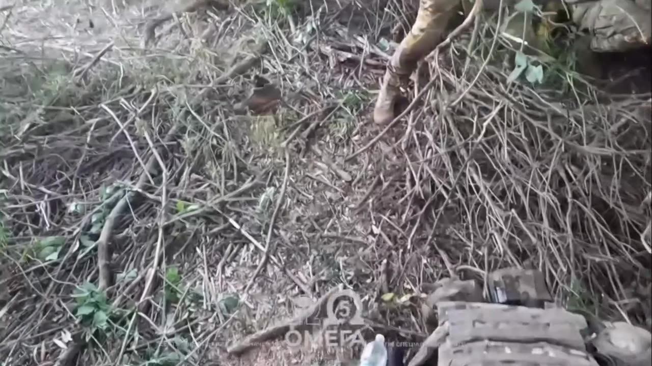 Oink! Noha! Noha! Aaaah!