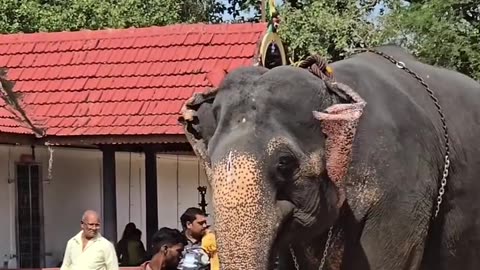 Look at the beauty of the elephant.