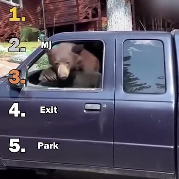 funny bear momment