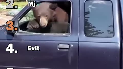 funny bear momment