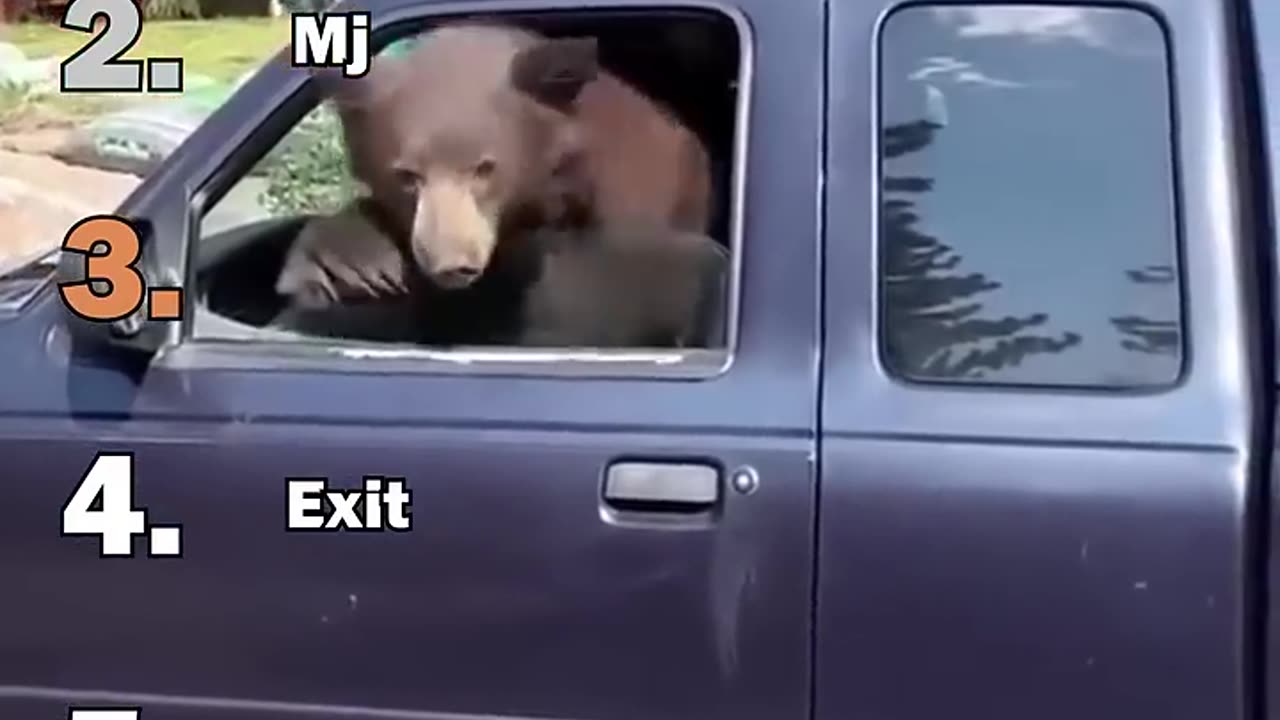 funny bear momment