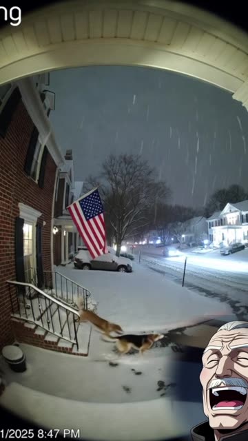 Try Not To Laugh Ring Cams Hilarious Moments