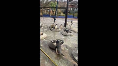 Penguin Tries to Make Nest for Mate