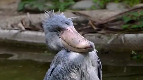 🤯🐦 Watch This Uncoordinated Shoebill Try To Balance! | FeedMyCuriosity