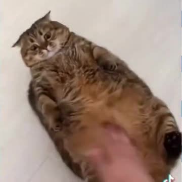 "Funny Cat Tutorial: Learn from the Silliest Cats Ever!"