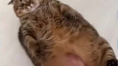"Funny Cat Tutorial: Learn from the Silliest Cats Ever!"