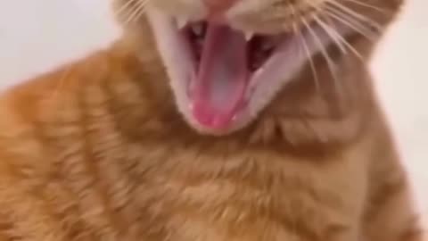 Funny Cat & Cute Kittens582😻 #shorts #kucing #kucinglucu #funny #pet #cat #foryou #viral #viralvideo