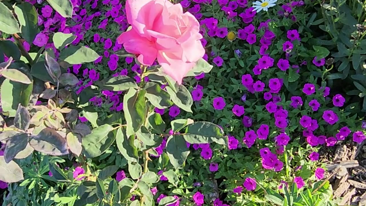 Two Daisies outlasting them all