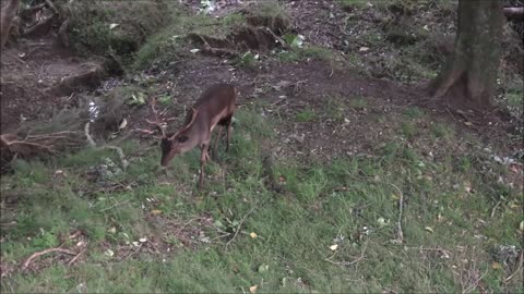 Fallow deer fighting