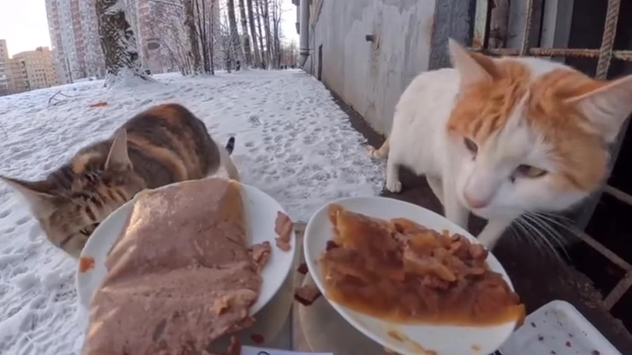 Stop Feeding Your Cat Like This ❌ Vets Warn Everyone!”