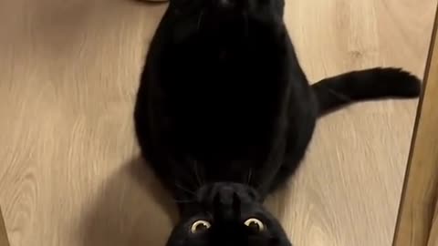 Cute black cat🤩🐱🐱🐱🤣😆