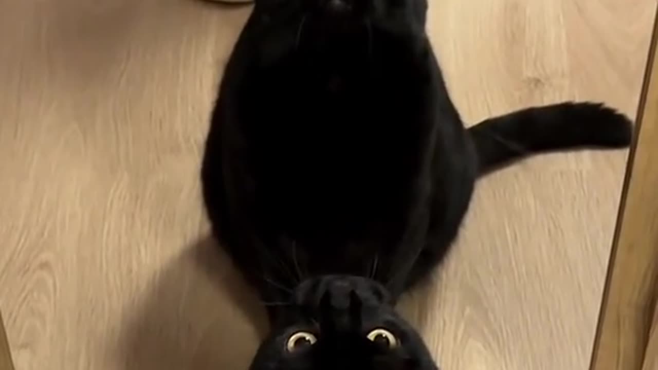 Cute black catπ€©π±π±π±π€£π