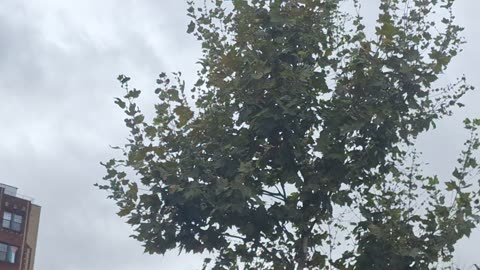 Not real clouds blocking the white sun and yellow sun