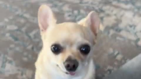 Today Nala chose violence,