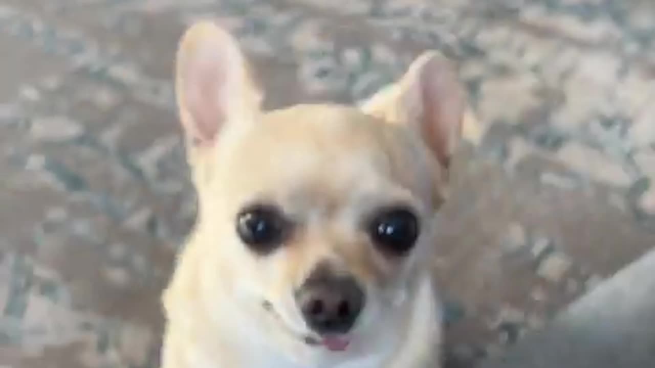 Today Nala chose violence,