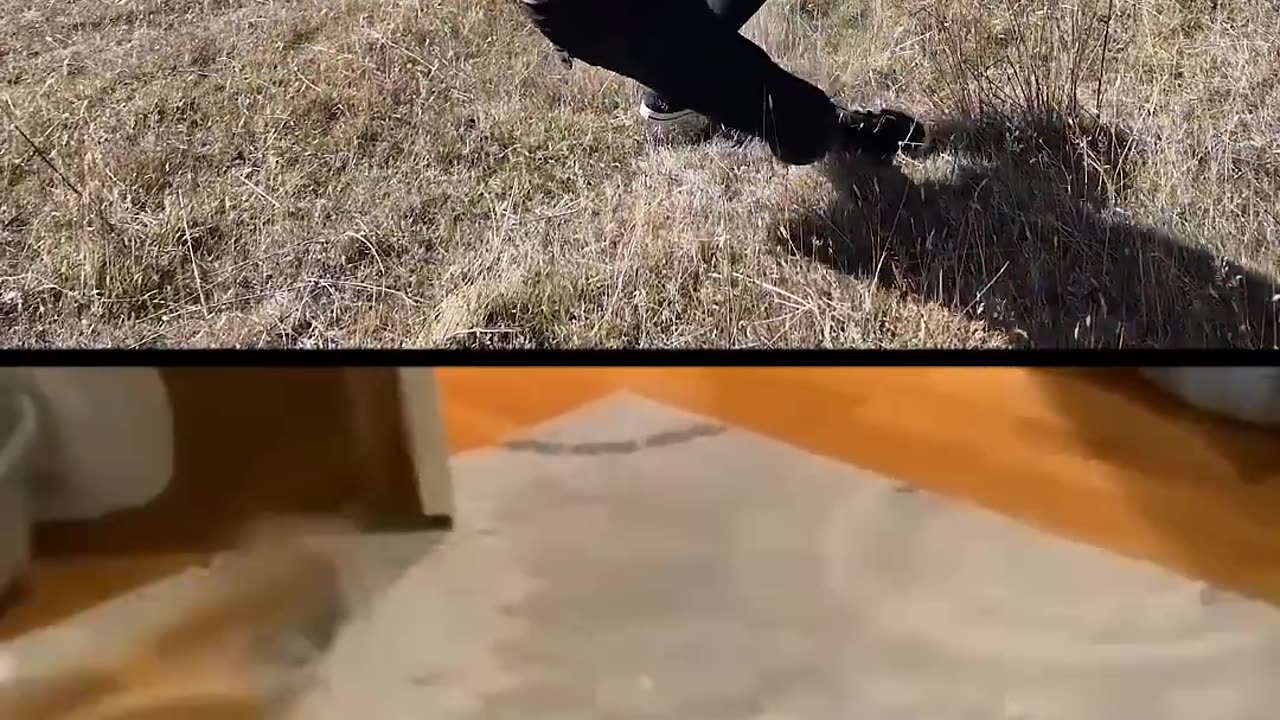 Re-Creating Funny Animal Videos 😂