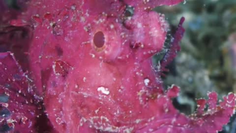 RED SCORPIONFISH LIVES NEAR THE SEA FLOOR WHERE IT BLENDS IN & CATCHES ITS PREY